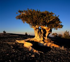 Bristlecone (#1)