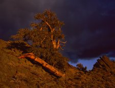 Bristlecone At Sunset (#4)