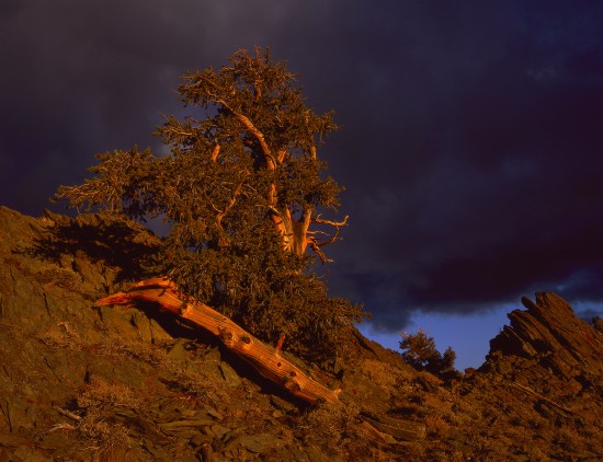 Bristlecone At Sunset (#4)