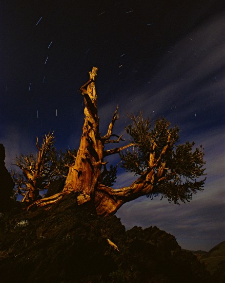 Bristlecone (#2)