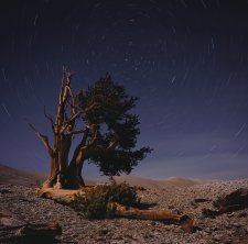 Bristlecone (#6)