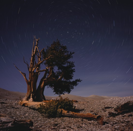 Bristlecone (#6)