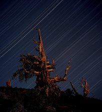 Bristlecone (#5)