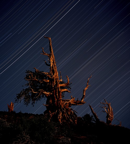 Bristlecone (#5)